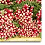 Radishes