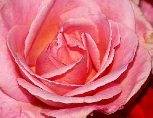floral pictures on boxed canvas