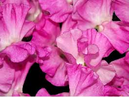 floral pictures